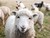 Kom til fåreaften i Agerskov d. 3. april