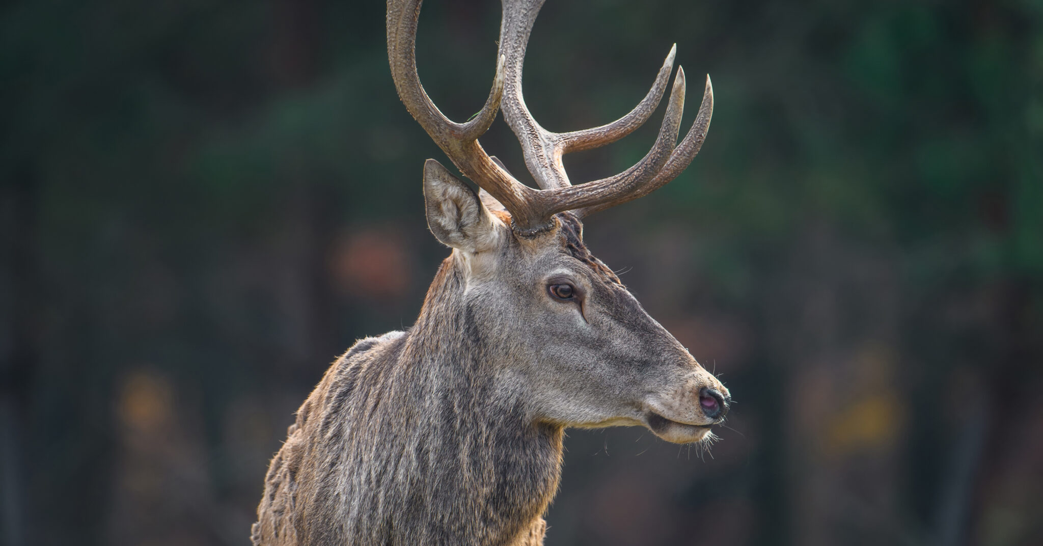 Hjortevildtgruppen Sønderjylland – Møde den 21. april 2026